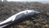 Míol mór óg tagtha faoi thír sna Forbacha