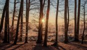 Cá mhéad crann a leagadh chun an cheist fhánach sin ar AI a fhreagairt?