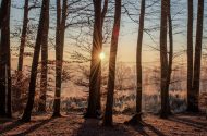 Cá mhéad crann a leagadh chun an cheist fhánach sin ar AI a fhreagairt?