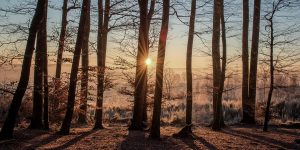 Cá mhéad crann a leagadh chun an cheist fhánach sin ar AI a fhreagairt?