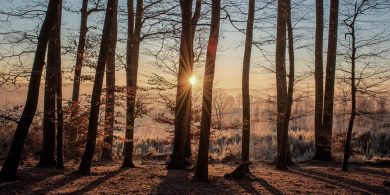 Cá mhéad crann a leagadh chun an cheist fhánach sin ar AI a fhreagairt?