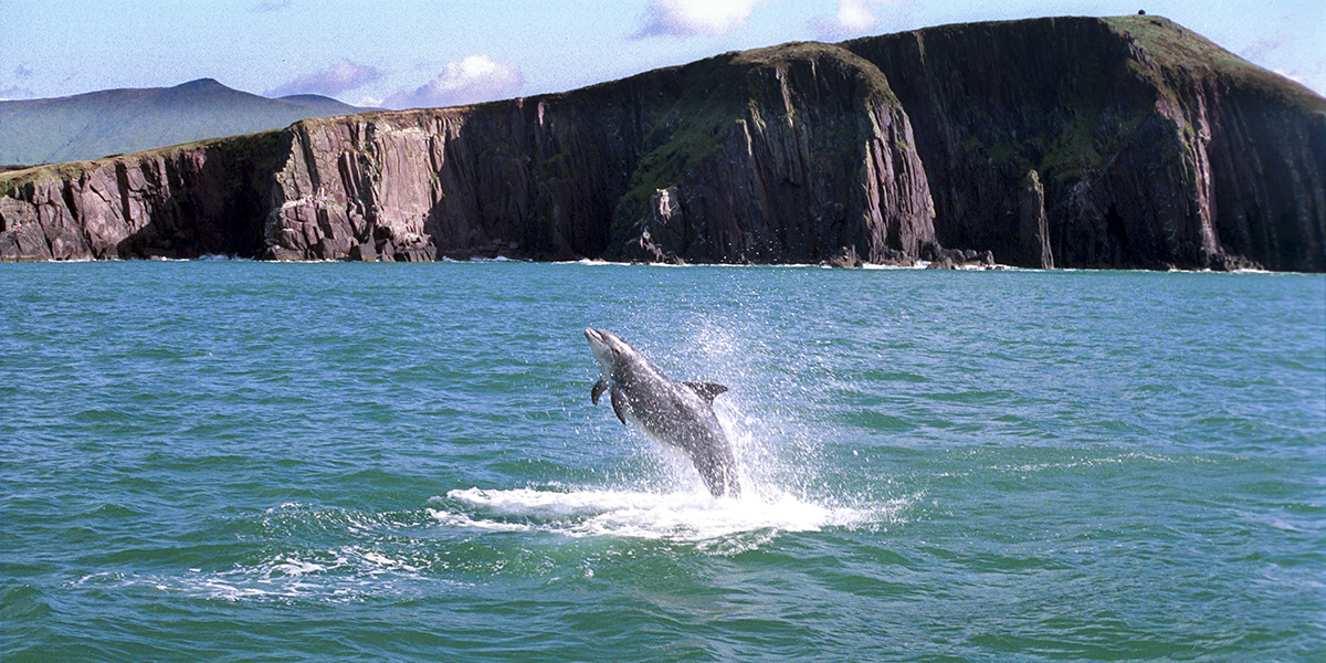‘Who wouldn’t want to go to a place called Dingle to see a dolphin called Fungie?’ arsa Johnny Depp