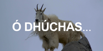 Ó DHÚCHAS: Ón lá san go dtí an lá inniu tugann muintir Chill Orglan onóir don phocán, Rí na nGabhar…