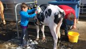 Fuair na caoirigh féin ‘blow dry’ ag Seó Balmoral