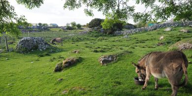 Cead ag an local lad cur faoi sna garrantaí thart air