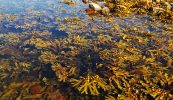 Cuir pionós ar fhear bocht Chonamara a dhíolann climín feamainne, ach ná bain don dochtúir comhairleach