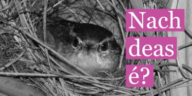 Nach deas é? Is leor don dreoilín a nead…