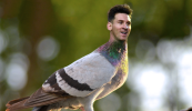 €1.25 milliún tugtha ar ‘Lionel Messi of pigeon racing’…