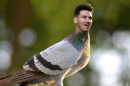 €1.25 milliún tugtha ar ‘Lionel Messi of pigeon racing’…