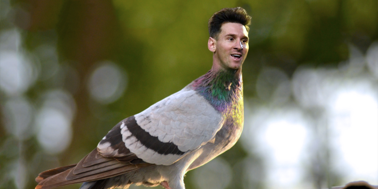 €1.25 milliún tugtha ar ‘Lionel Messi of pigeon racing’…
