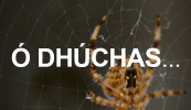 Ó DHÚCHAS: An leigheas ar dhó croí? Duilleoga nóinín a ithe i dtús na bliana…