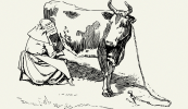Ó DHÚCHAS: An Chincís agus an leigheas ar bhó a bheadh ag cur amach a bundúin