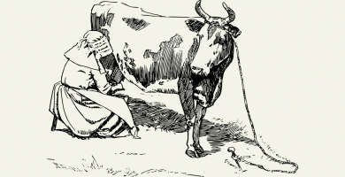 Ó DHÚCHAS: An Chincís agus an leigheas ar bhó a bheadh ag cur amach a bundúin