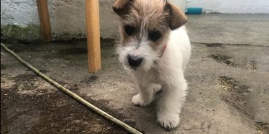Tá babaí nua sa teach againn, bhuel babaí gadhair
