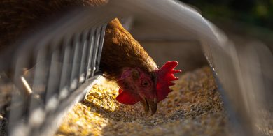 Ráig den salmonella ar ocht bhfeirm éanlaithe