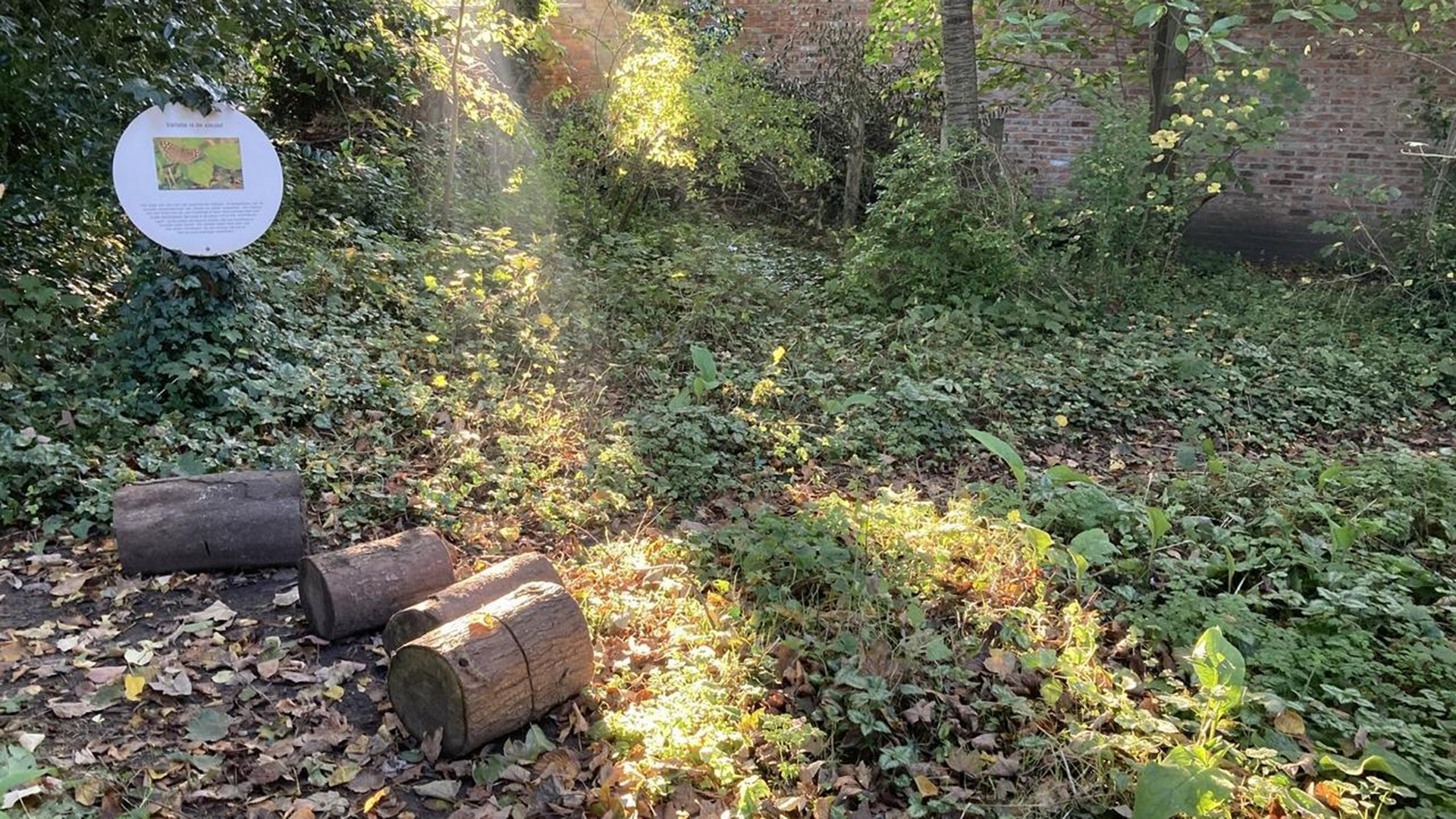 Tá cromán na gcearc i réim arís i mbogach Turnhout