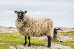 Céard is féidir a dhéanamh le holann na gcloigne dubha?