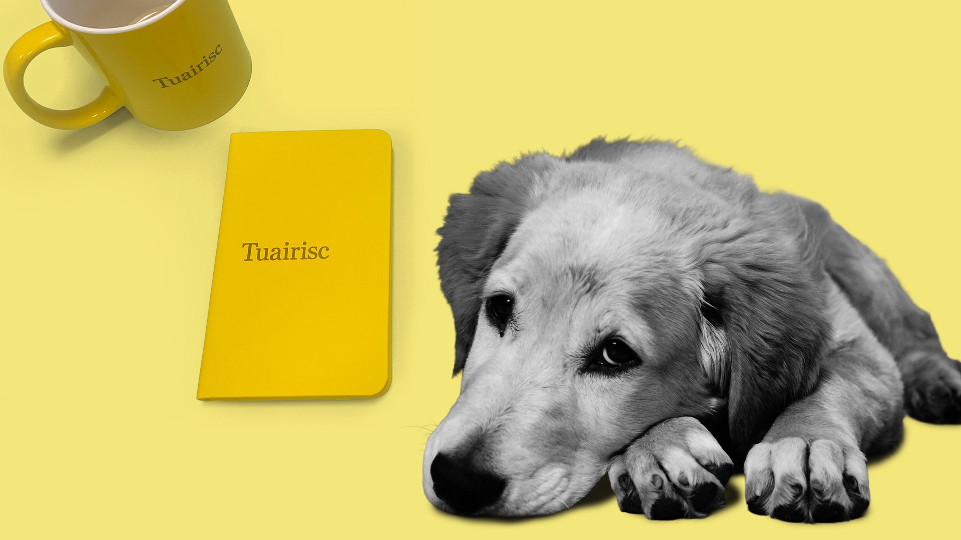 Is fearr a bheith gonta ach amháin má tá ‘saraí’ ort, achrann mór leis na gadhair bheaga, AI agus daoine óga