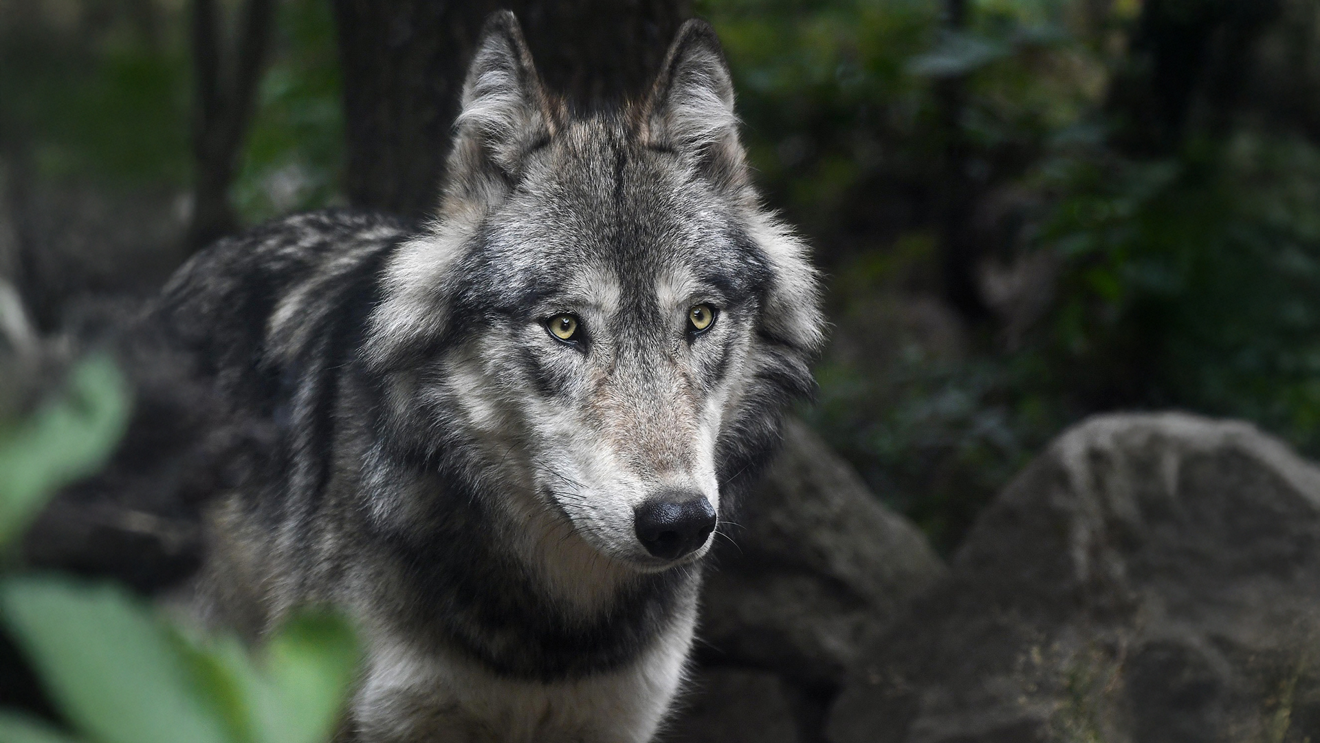  ‘Aire! Mic tíre!’ – cuairt ar an bhforais san Ísiltír