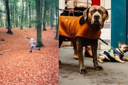 MIONLÉIRMHEAS: Uaigneas an chorpfhorbróra agus gadhair Pháras