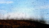 Míoltóga, míorúiltí agus cruachás na seacláide