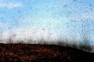 Míoltóga, míorúiltí agus cruachás na seacláide