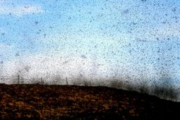 Míoltóga, míorúiltí agus cruachás na seacláide
