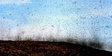 Míoltóga, míorúiltí agus cruachás na seacláide