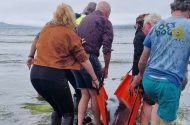 Tarrtháil déanta ar dheilfeanna a triomaíodh ar thrá i gCorca Dhuibhne