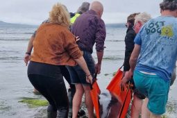 Tarrtháil déanta ar dheilfeanna a triomaíodh ar thrá i gCorca Dhuibhne