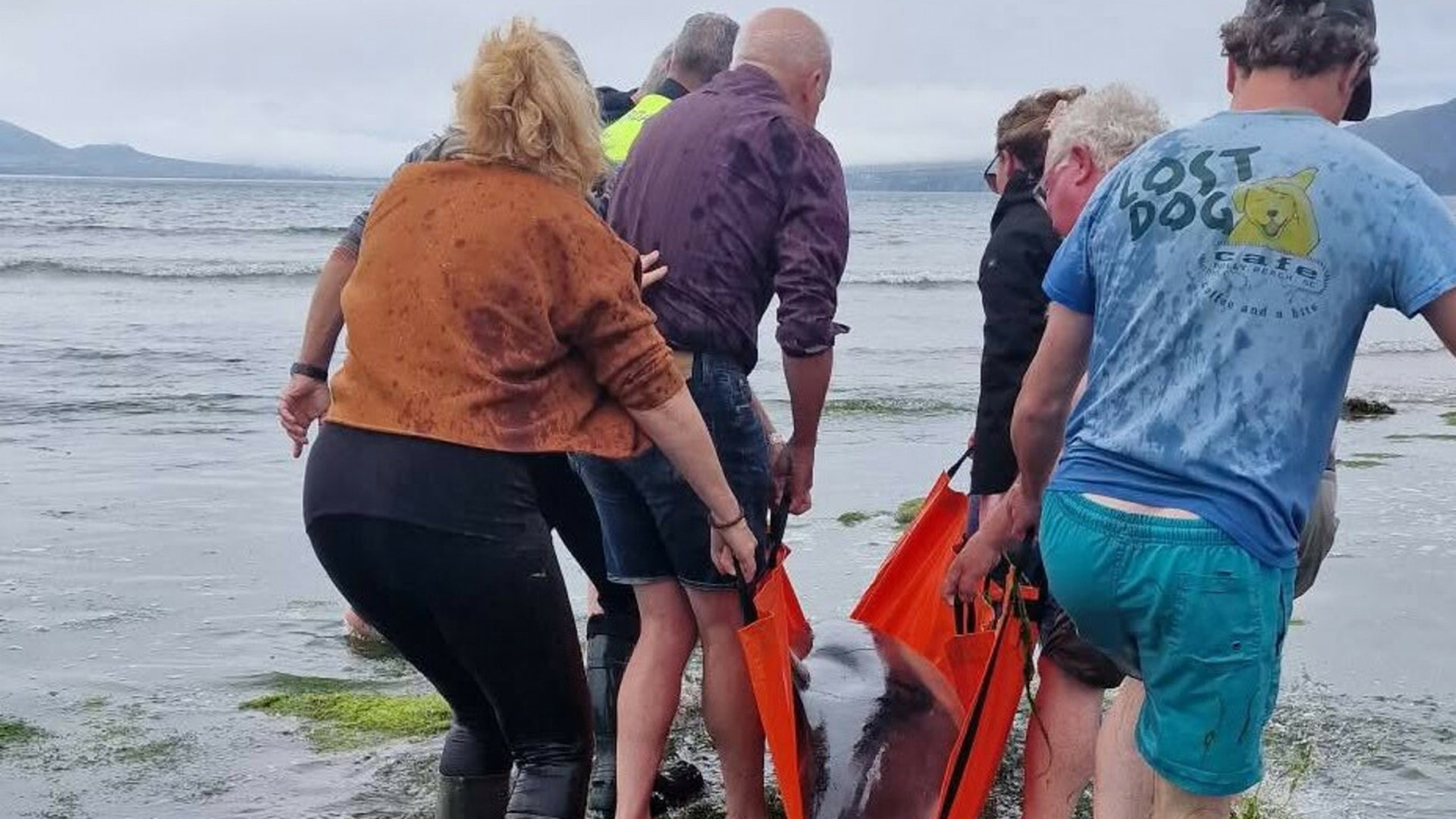 Tarrtháil déanta ar dheilfeanna a triomaíodh ar thrá i gCorca Dhuibhne