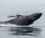 Níl radharc ar mhíolta móra dronnacha i gCorca Dhuibhne i mbliana