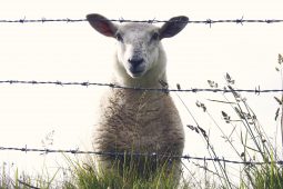 Cosáin na tuaithe agus lomraí na gcaorach
