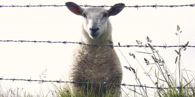 Cosáin na tuaithe agus lomraí na gcaorach