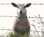 Cosáin na tuaithe agus lomraí na gcaorach