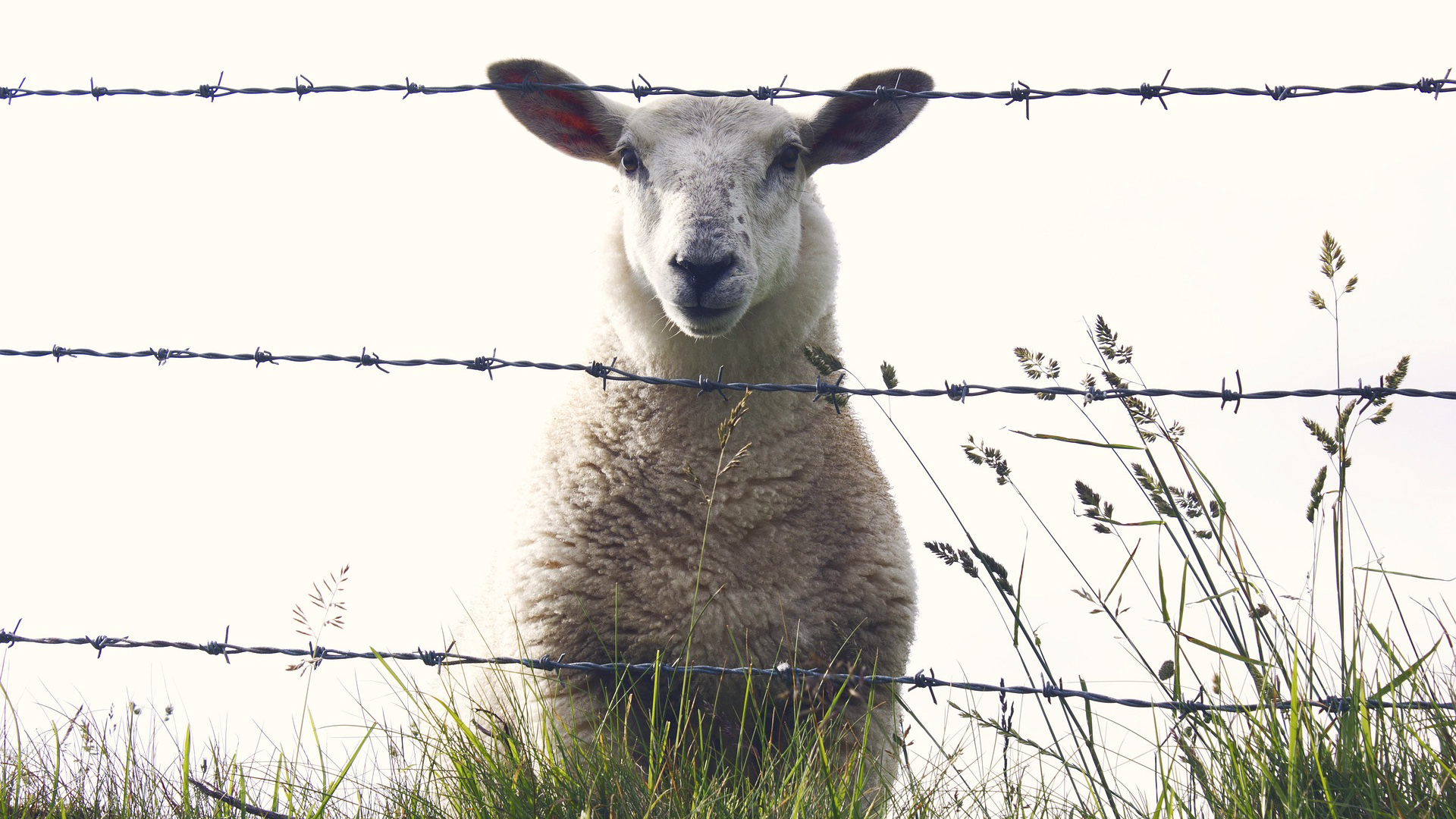 Cosáin na tuaithe agus lomraí na gcaorach