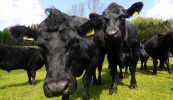 Beithígh i ngarraí an Uachtaráin ach géimeanna gann sna cnoic