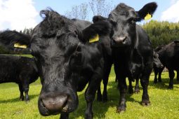 Beithígh i ngarraí an Uachtaráin ach géimeanna gann sna cnoic