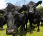 Beithígh i ngarraí an Uachtaráin ach géimeanna gann sna cnoic