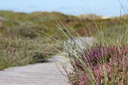 Cúpla pingin le déanamh ar deireadh ar an bhfraoch agus ar an gcíb