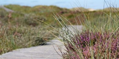 Cúpla pingin le déanamh ar deireadh ar an bhfraoch agus ar an gcíb