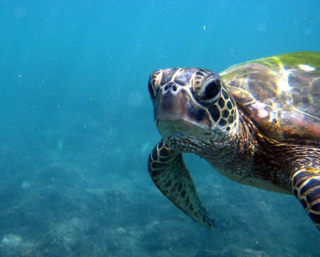 Green-Turtle-Close_Heeia-Bay-Kailua-Kona-Hawaii_Rosanne-Shank