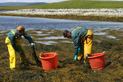 Aighneacht le déanamh ag Údarás na Gaeltachta maidir le hiarratas ar chearta bainte feamainne ar chladaí Chonamara