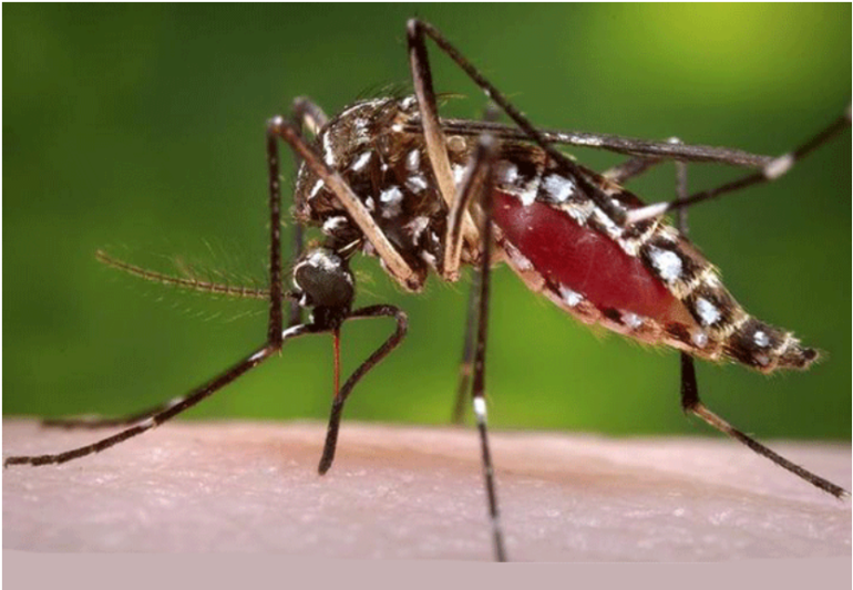Image-22-Zika-virus-What-to-know-about-the-tropical-Zika-virus-Screenshot-26_01_2016