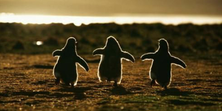 picture-of-penguins